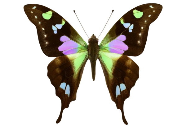Graphium Graphium