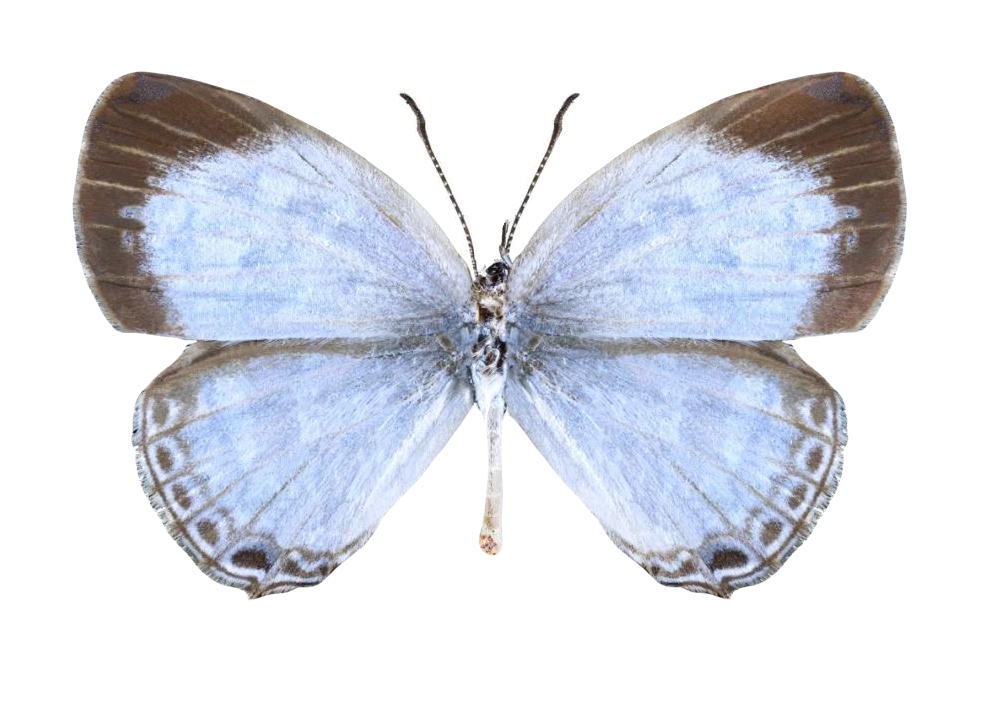 Jamides pura