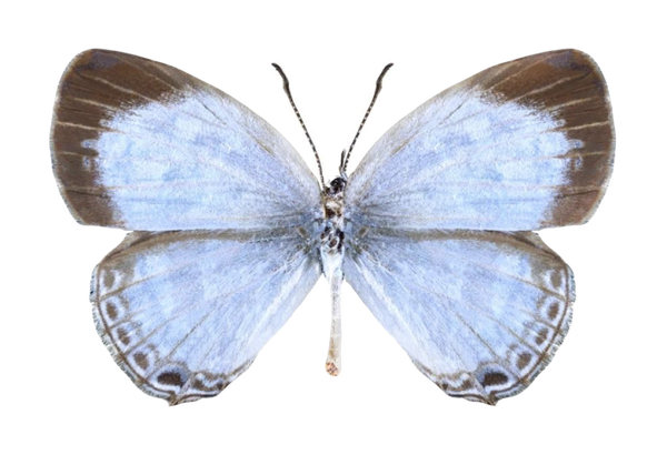 Jamides pura