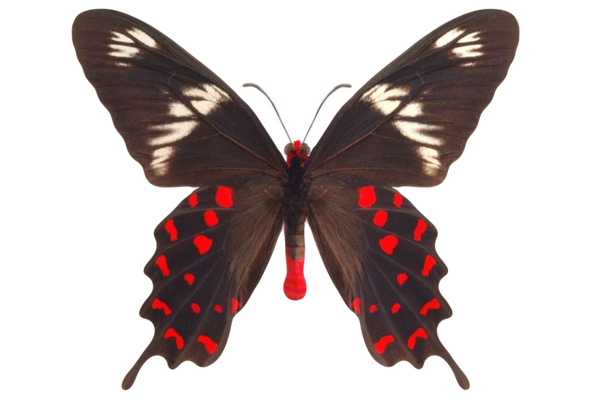 Pachliopta hector
