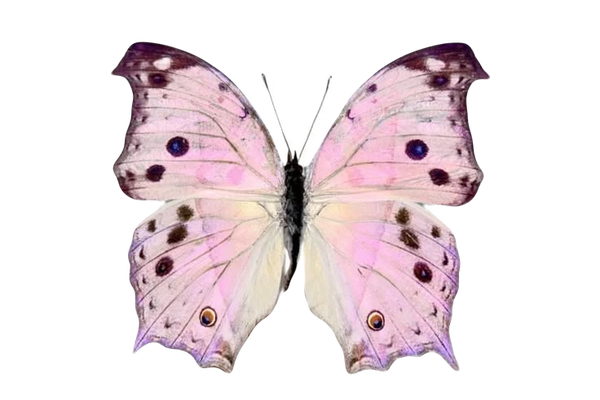 Protagoniomorpha parhassus
