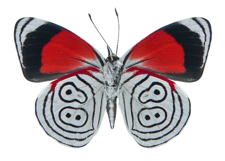 Diaethria dodone