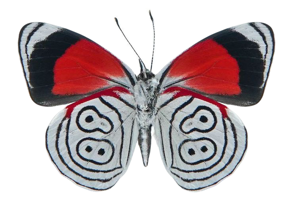 Diaethria dodone