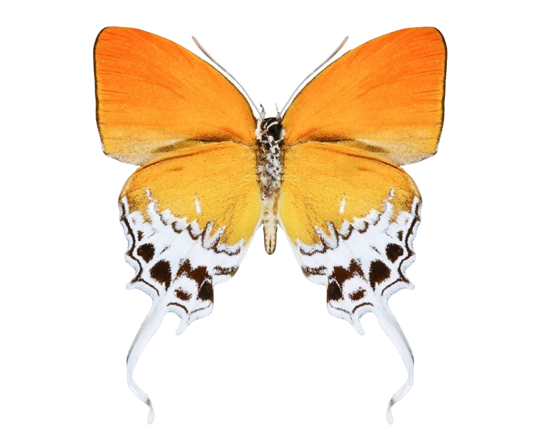Eooxylides tharis