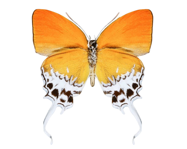 Eooxylides tharis