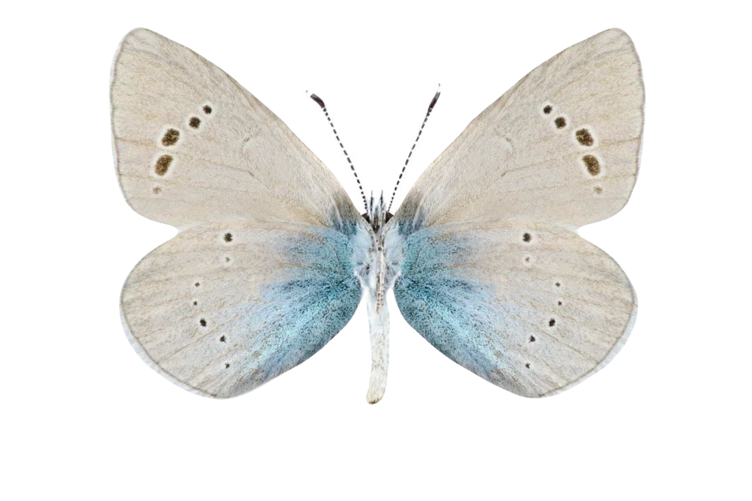 Glaucopsyche alexis