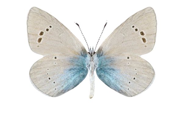 Glaucopsyche alexis