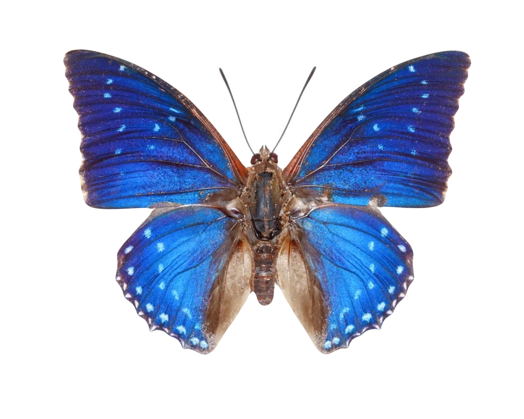Charaxes tiridates