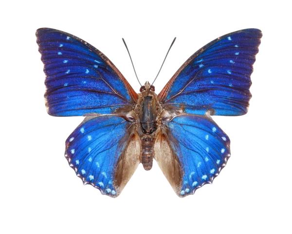 Charaxes tiridates