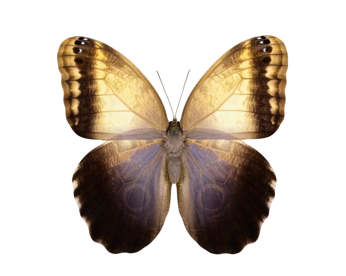 Caligo memnon