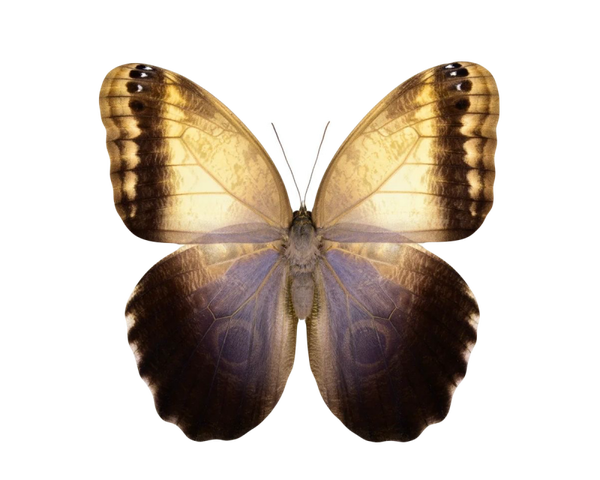 Caligo memnon