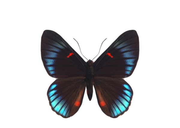 Necyria duellona