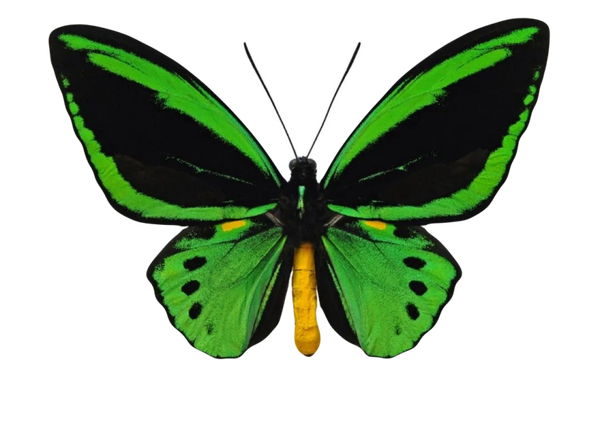 Ornithoptera priamus