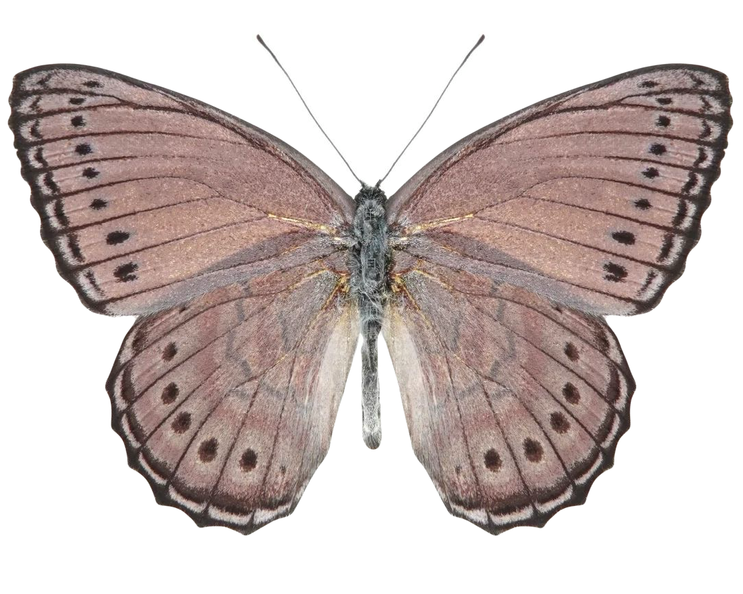 Asterope pechueli
