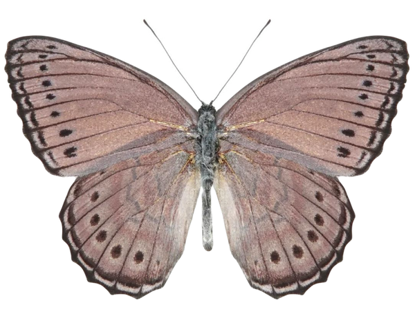 Asterope pechueli