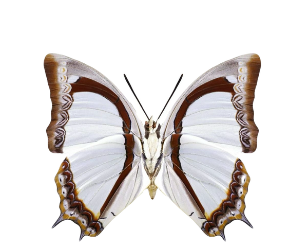 Polyura jalysus
