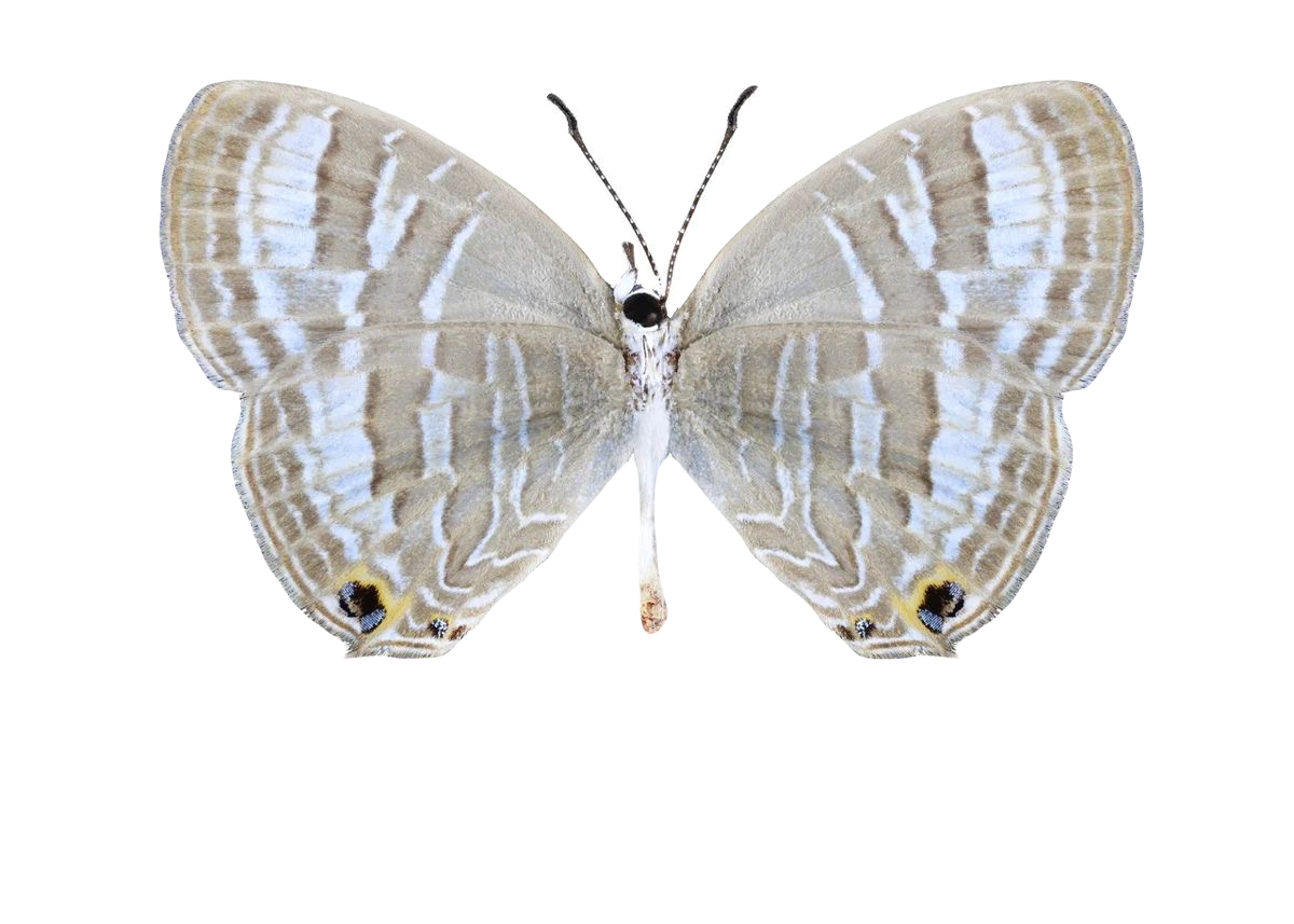 Jamides pura