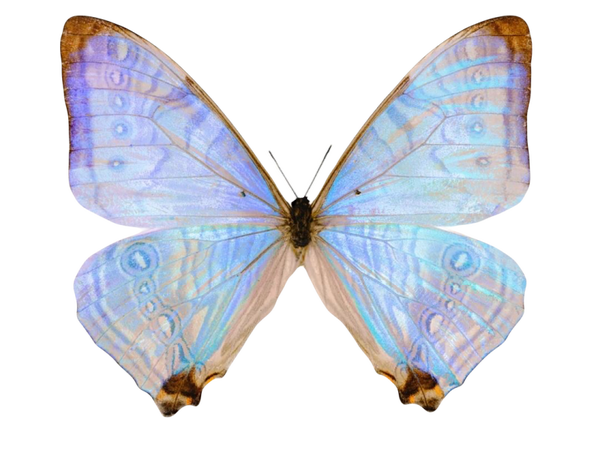 Morpho sulkowskyi