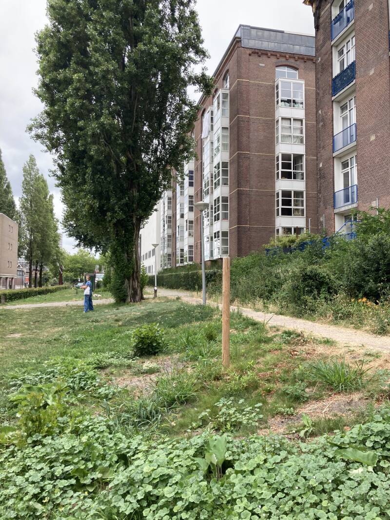 nieuwe boom?