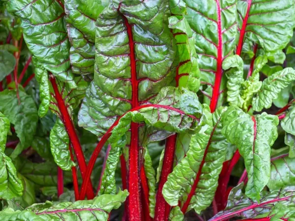 Swiss chard