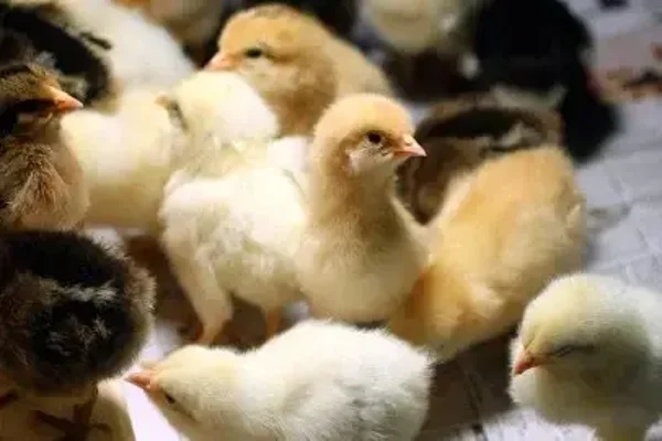 Yard Chicks