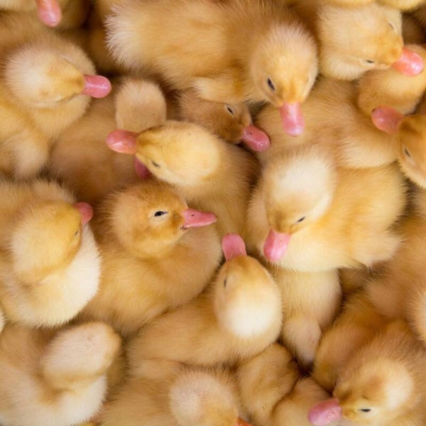 Pekin ducklings