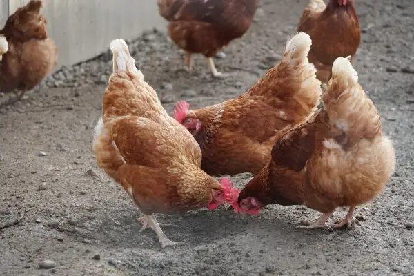 Adult Breeder Chicken