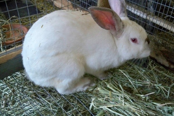 Adult New Zealand Rabbit