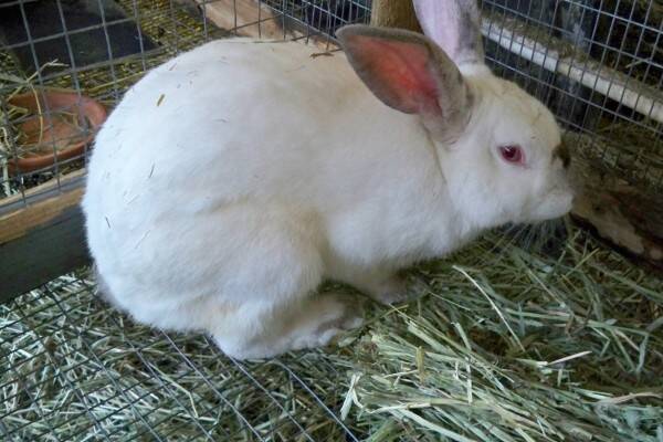 Adult New Zealand Rabbit