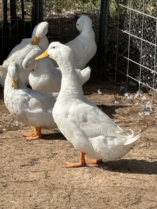 Adult Pekin Ducks m/f