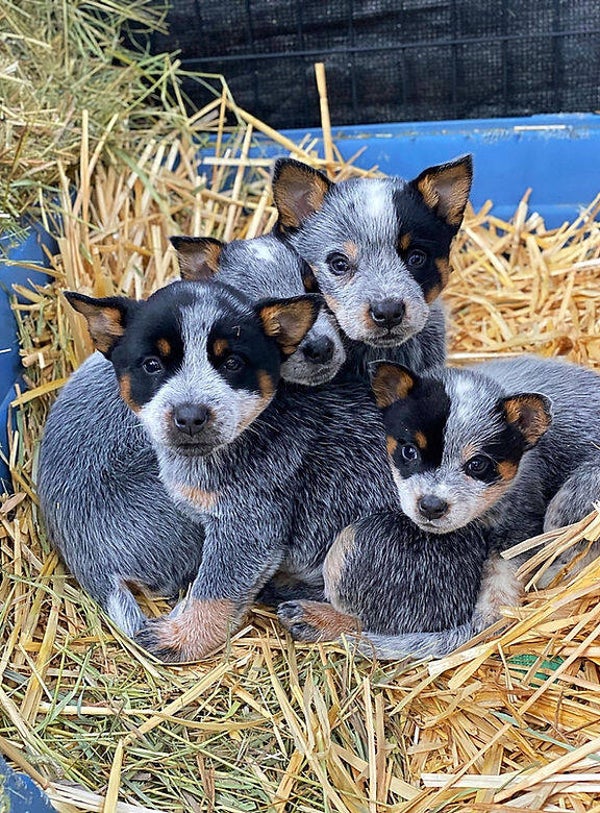 Texas Blue Heeler pups