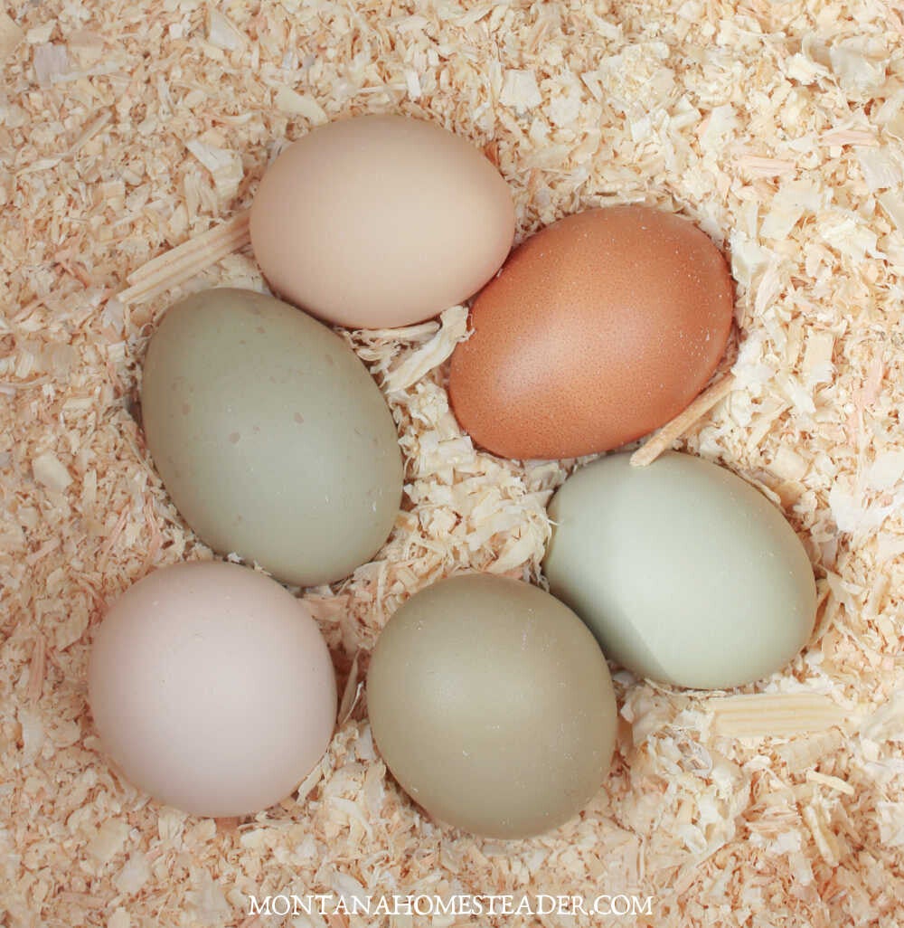 Chicken Eggs
