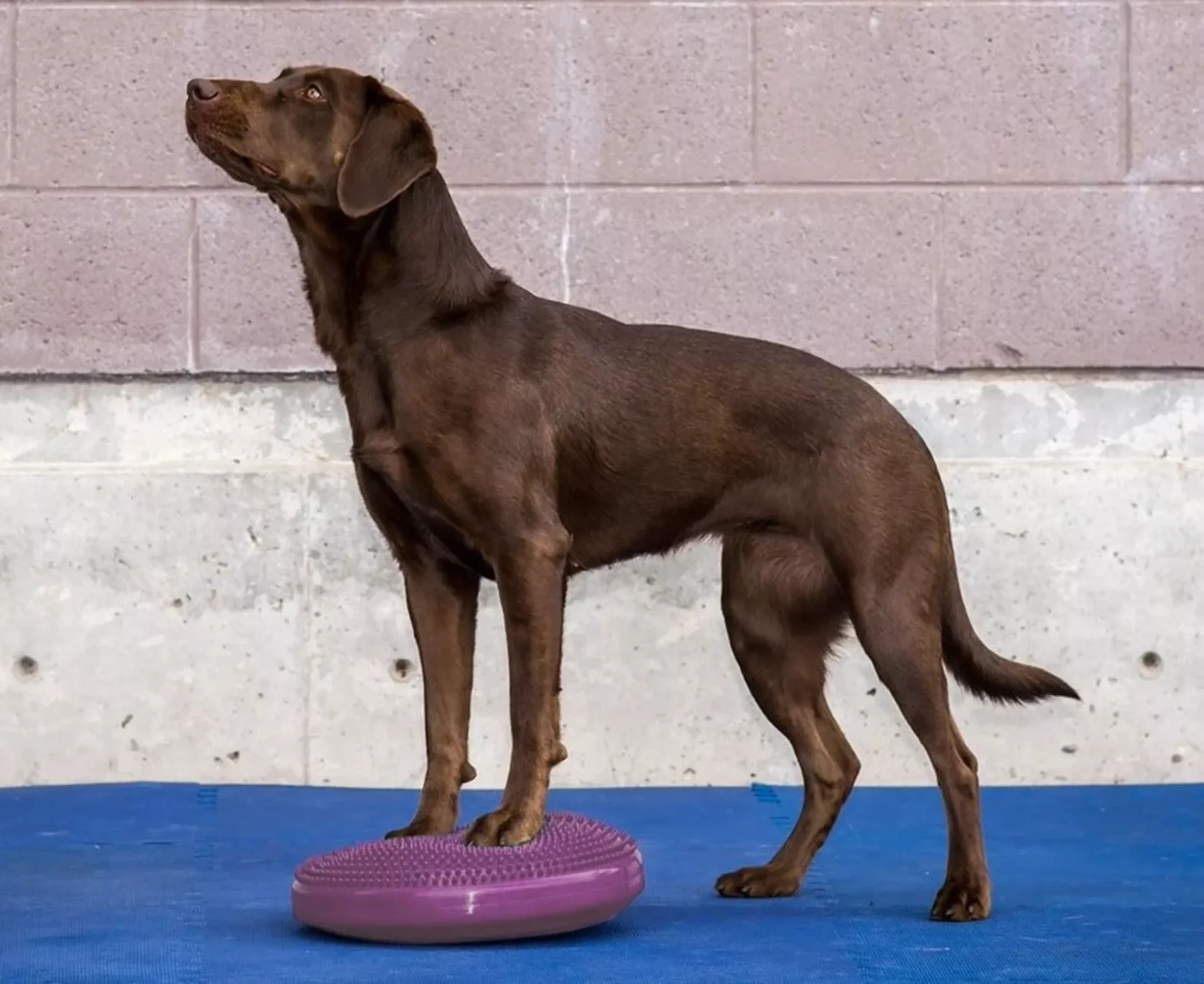 FitPAWS Balance Disc