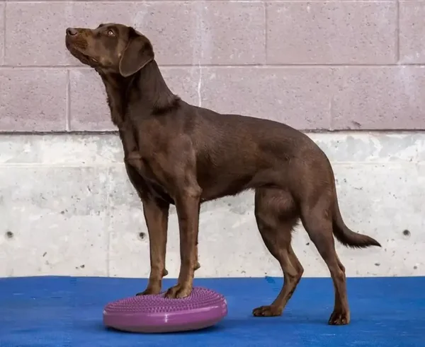 FitPAWS Balance Disc
