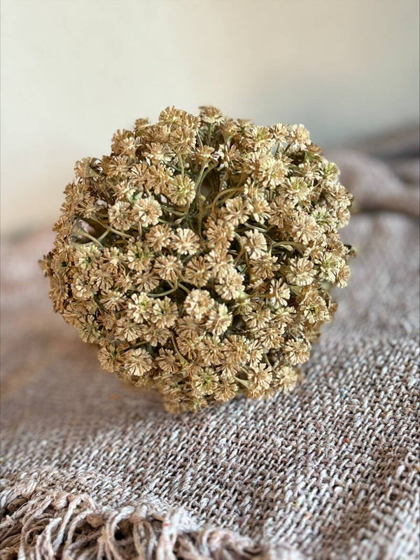 Gypsophilia bol bruin