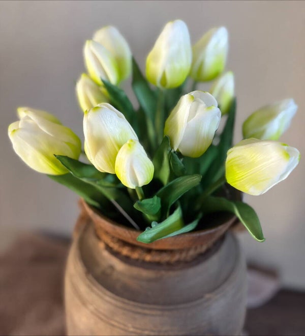 Tulpen wit