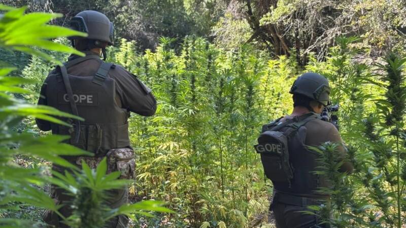 ROMERAL: CARABINEROS INCAUTÓ MÁS DE 7 MIL PLANTAS DE CANNABIS SATIVA EN SECTOR CORDILLERANO