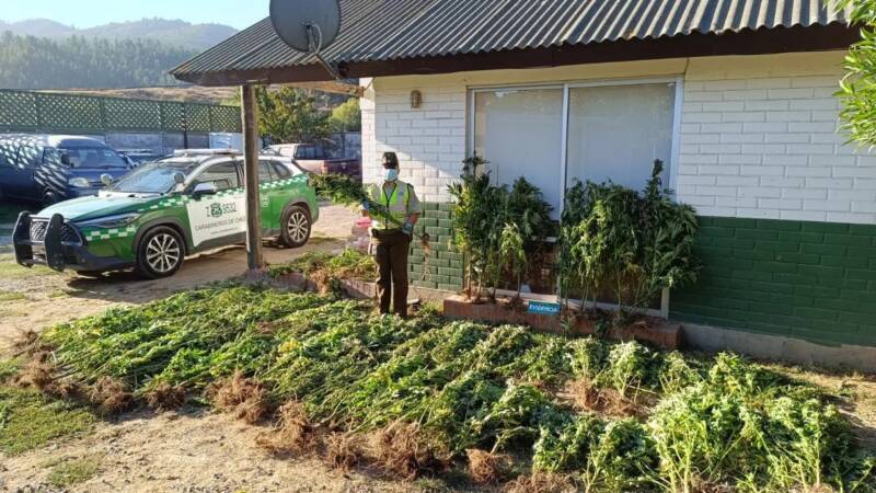 LICANTÉN: DENUNCIA ANÓNIMA PERMITIÓ DESCUBRIR CULTIVO ILEGAL DE CANNABIS