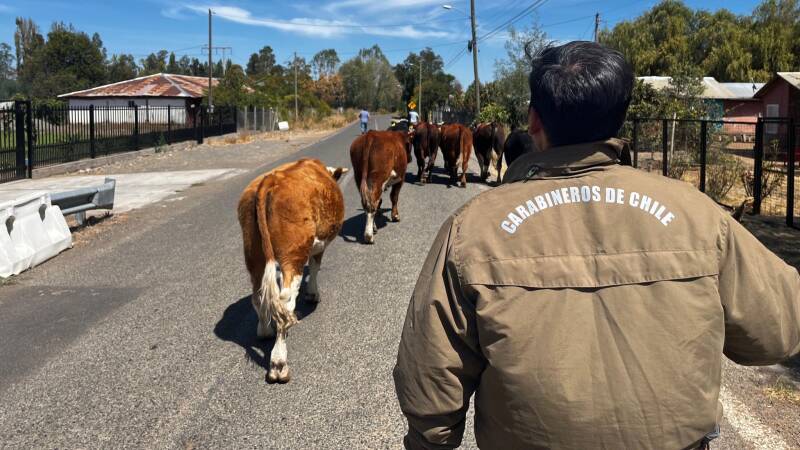 ÑIQUÉN: CARABINEROS RECUPERA OCHO VACUNOS SUSTRAÍDOS Y REFUERZA COMPROMISO CON EL MUNDO RURAL