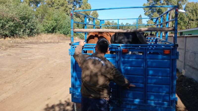 BULNES: CARABINEROS DETIVO A DOS SUJETOS POR ABIGEATO TRAS FISCALIZACIÓN EN FERIA GANADERA