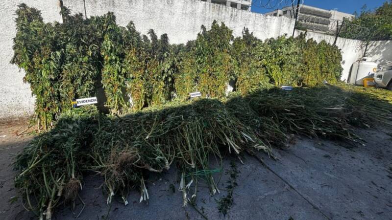 REGIONAL: INCAUTAN MÁS DE 1.700 PLANTAS DE CANNABIS EN MASIVO OPERATIVO DE LA PDI EN EL MAULE