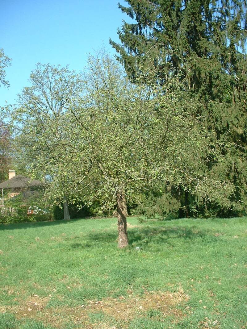 taille-de-fruitier-standard.jpg