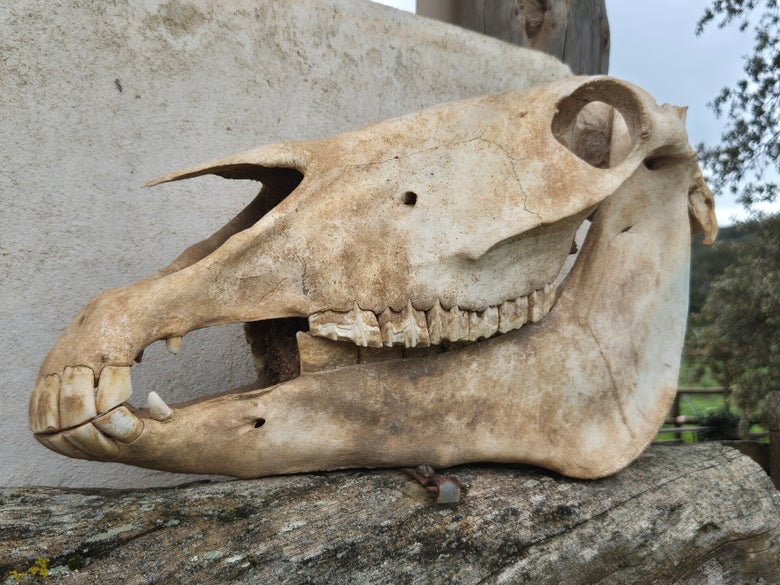 Pferde Anatomie