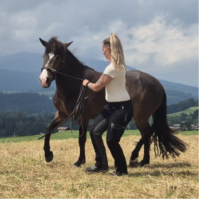 Bodenarbeit Handarbeit Longe Freiarbeit