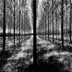 peupliers-canal-midi-72-ppp-standard.jpg