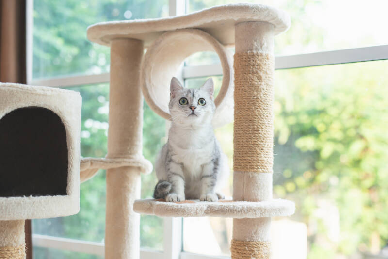 A cat up high on a cat tree
