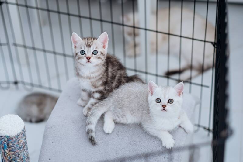 Two kittens in a cage