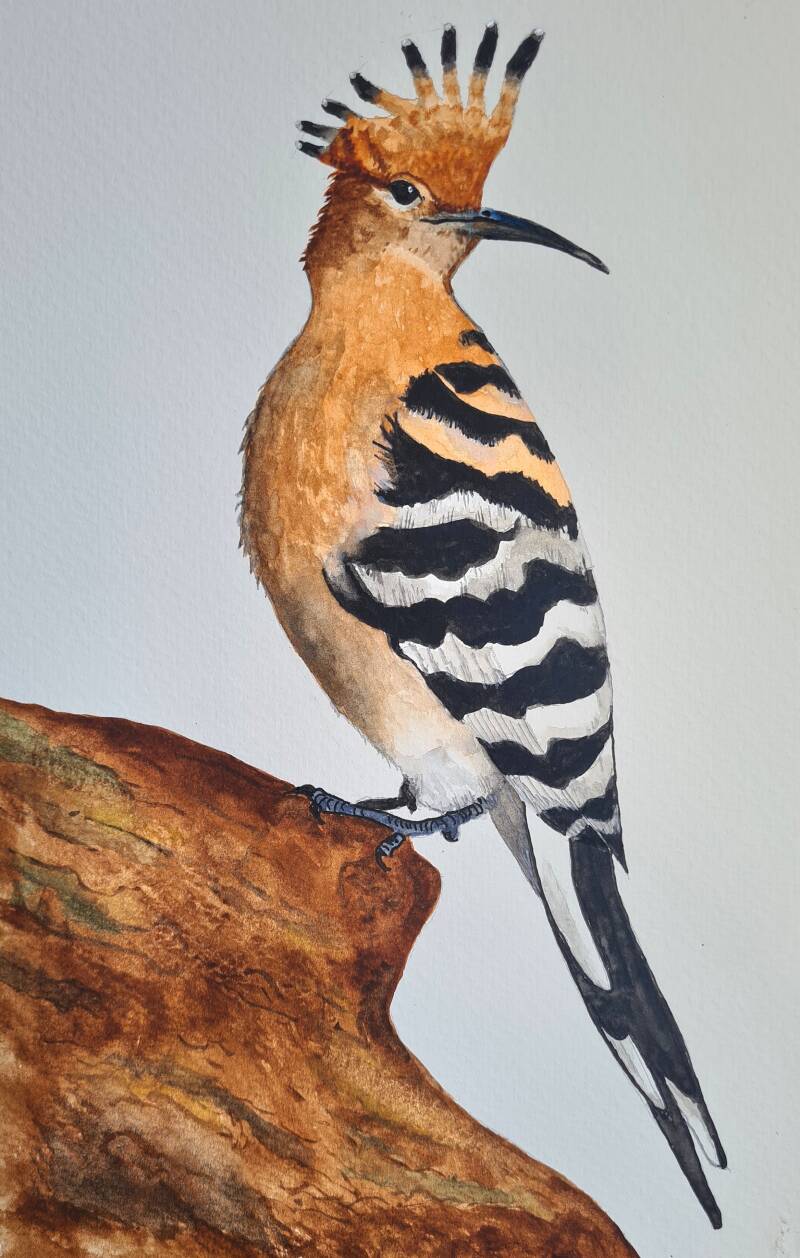 hoopoo-2-standard.jpg