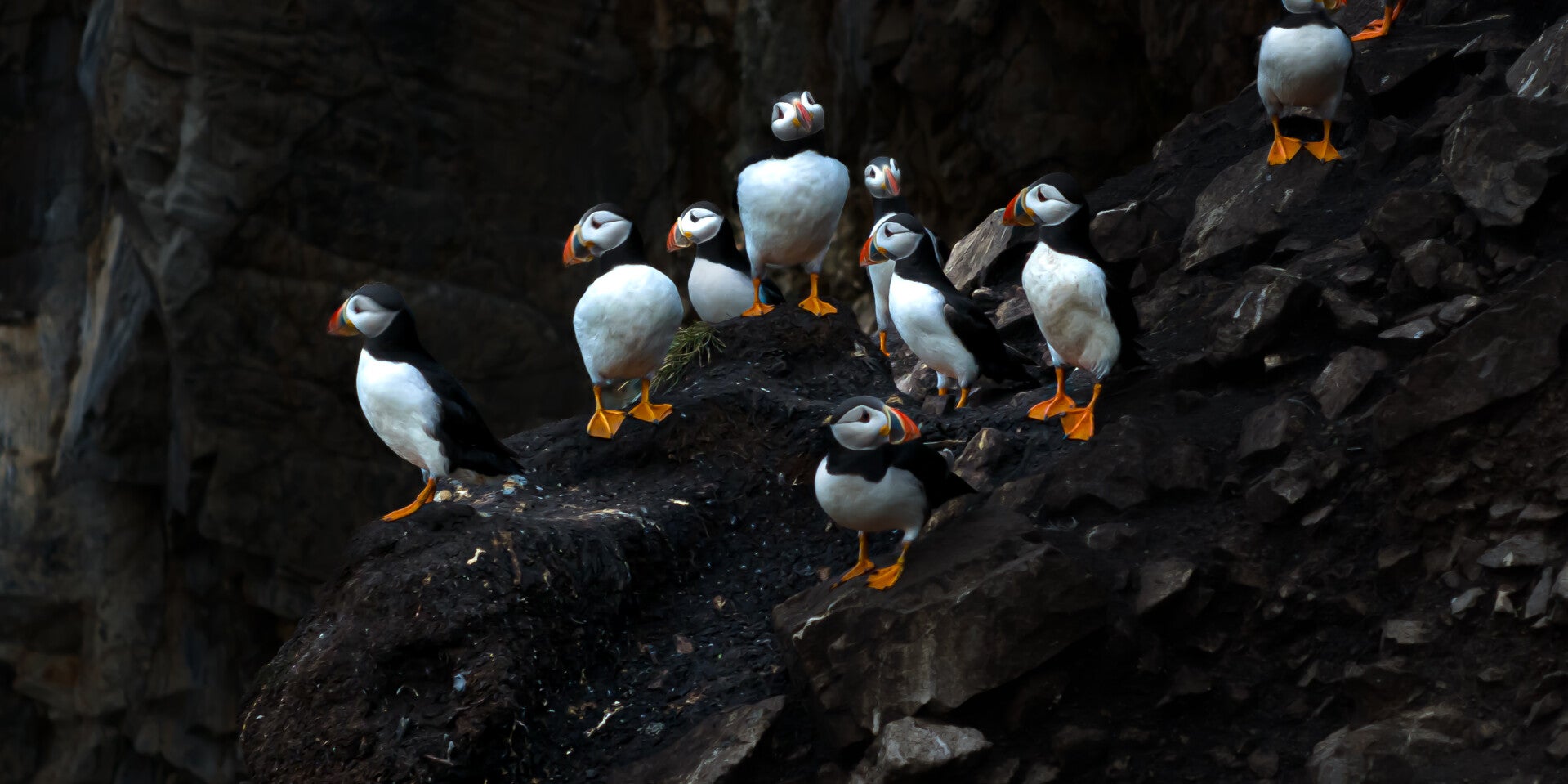 Howth cliffs - Ireland’s Eye tour