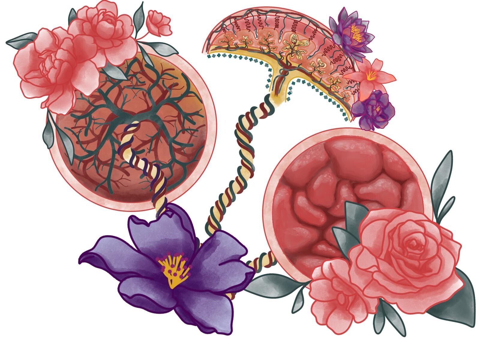 placenta fleurit anatomie cordon ombilical
